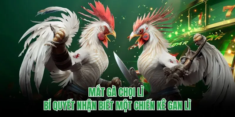 Mắt gà chọi lì